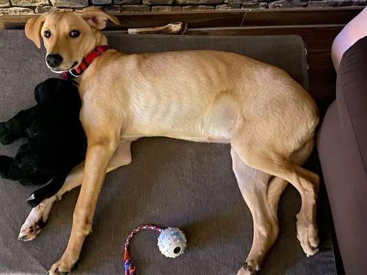 Windhunde - Treffen der besonderen Schönheiten
HERZLICH WILLKOMMEN-Beitrag-Bild