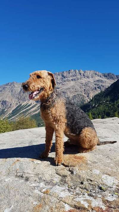 Airedale Terrier-Beitrag-Bild