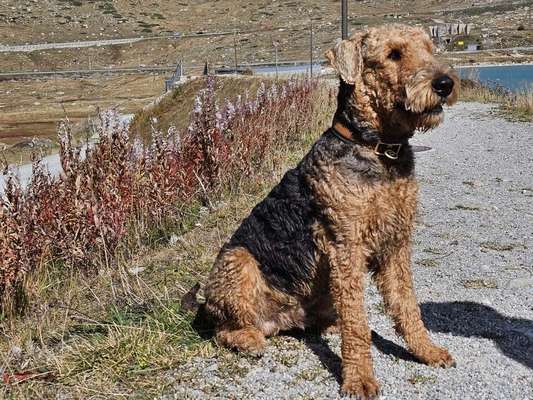 Airedale Terrier-Beitrag-Bild