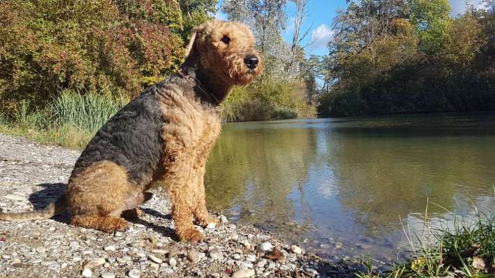 Gibt es noch andere Airedales?:)-Beitrag-Bild