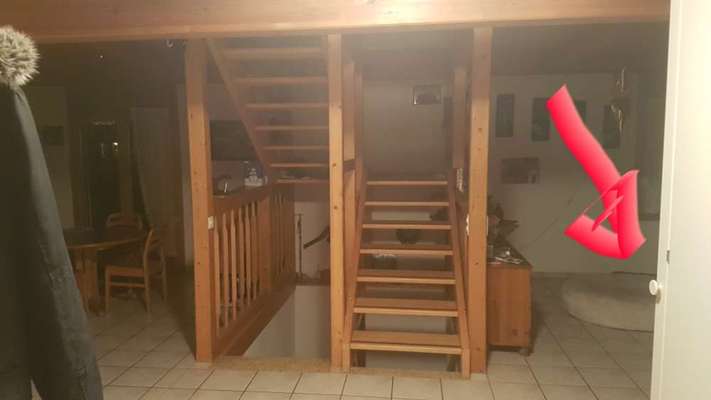 Diebische Elster...Essen klauen....wie damit umgehen?-Beitrag-Bild