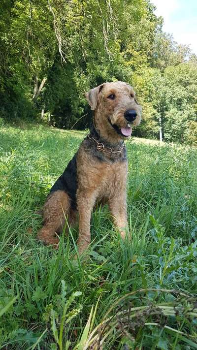 Airedale Terrier-Beitrag-Bild