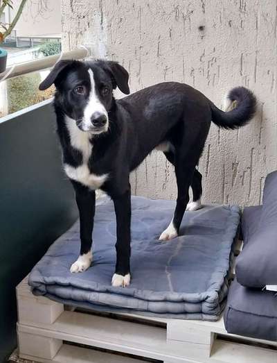 Mischlinge raten - Rätselspaß-Beitrag-Bild