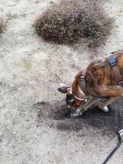 Fotosammlung: ,,Der natürliche Hund" Unbearbeitet, ungestellt und in Natura-Beitrag-Bild