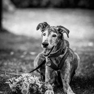 Windhunde - Treffen der besonderen Schönheiten
HERZLICH WILLKOMMEN-Beitrag-Bild