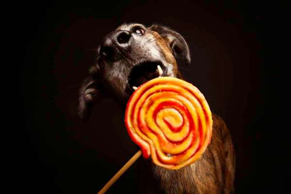 Windhunde - Treffen der besonderen Schönheiten
HERZLICH WILLKOMMEN-Beitrag-Bild