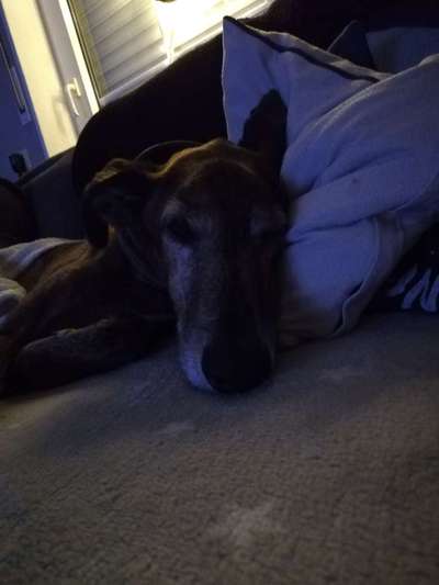 Windhunde - Treffen der besonderen Schönheiten
HERZLICH WILLKOMMEN-Beitrag-Bild