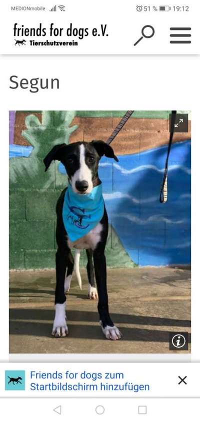 Windhunde - Treffen der besonderen Schönheiten
HERZLICH WILLKOMMEN-Beitrag-Bild