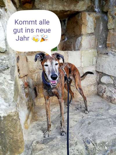 Windhunde - Treffen der besonderen Schönheiten
HERZLICH WILLKOMMEN-Beitrag-Bild