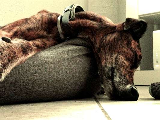 Windhunde - Treffen der besonderen Schönheiten
HERZLICH WILLKOMMEN-Beitrag-Bild