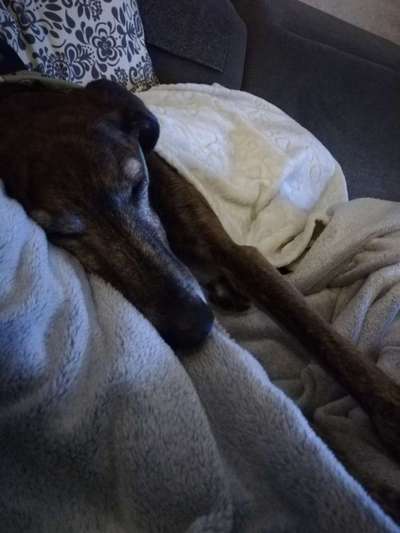 Windhunde - Treffen der besonderen Schönheiten
HERZLICH WILLKOMMEN-Beitrag-Bild