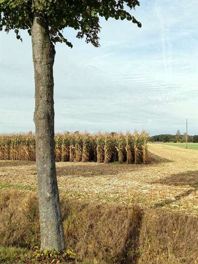 Windhunde - Treffen der besonderen Schönheiten
HERZLICH WILLKOMMEN-Beitrag-Bild