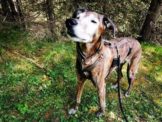 Windhunde - Treffen der besonderen Schönheiten
HERZLICH WILLKOMMEN-Beitrag-Bild