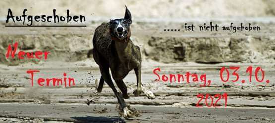 Windhunde - Treffen der besonderen Schönheiten
HERZLICH WILLKOMMEN-Beitrag-Bild