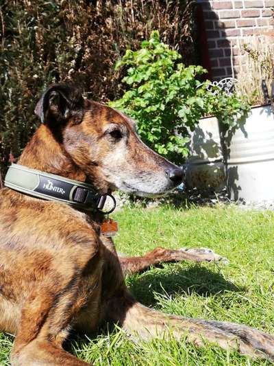 Windhunde - Treffen der besonderen Schönheiten
HERZLICH WILLKOMMEN-Beitrag-Bild