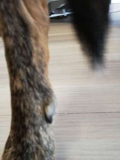 Windhunde - Treffen der besonderen Schönheiten
HERZLICH WILLKOMMEN-Beitrag-Bild