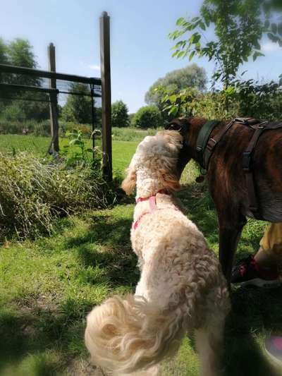Windhunde - Treffen der besonderen Schönheiten
HERZLICH WILLKOMMEN-Beitrag-Bild