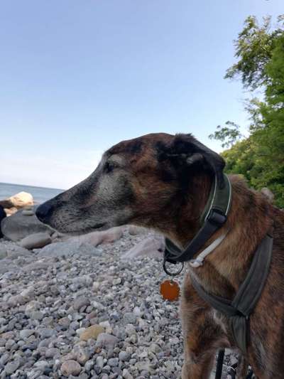 Windhunde - Treffen der besonderen Schönheiten
HERZLICH WILLKOMMEN-Beitrag-Bild