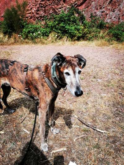 Windhunde - Treffen der besonderen Schönheiten
HERZLICH WILLKOMMEN-Beitrag-Bild