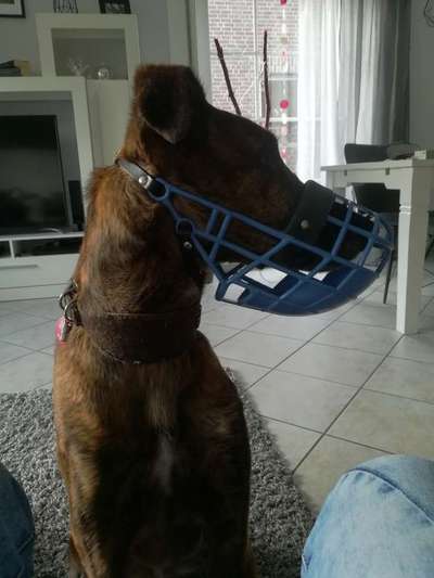 Windhunde - Treffen der besonderen Schönheiten
HERZLICH WILLKOMMEN-Beitrag-Bild