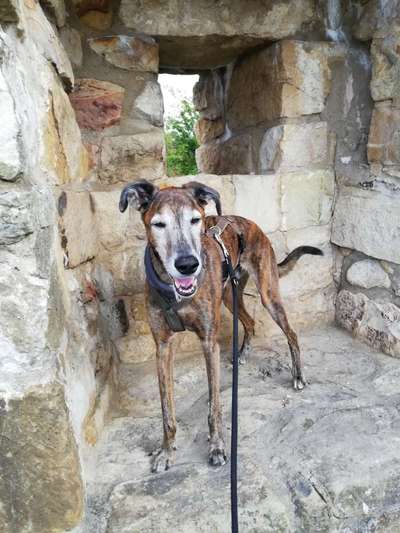 Windhunde - Treffen der besonderen Schönheiten
HERZLICH WILLKOMMEN-Beitrag-Bild