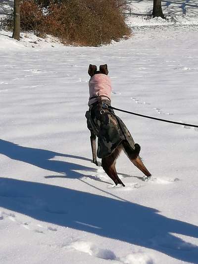 Windhunde - Treffen der besonderen Schönheiten
HERZLICH WILLKOMMEN-Beitrag-Bild