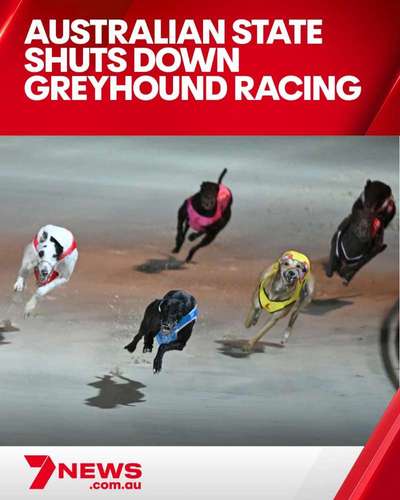 Windhunde - Treffen der besonderen Schönheiten
HERZLICH WILLKOMMEN-Beitrag-Bild