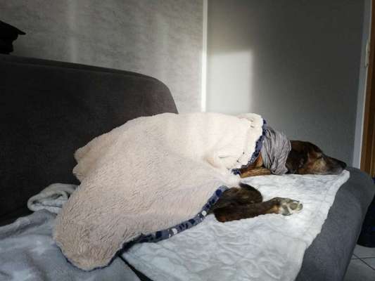 Windhunde - Treffen der besonderen Schönheiten
HERZLICH WILLKOMMEN-Beitrag-Bild