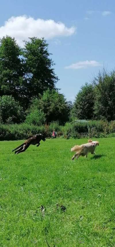 Windhunde - Treffen der besonderen Schönheiten
HERZLICH WILLKOMMEN-Beitrag-Bild