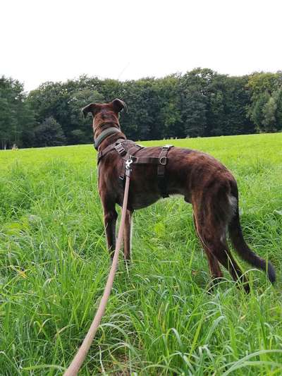 Windhunde - Treffen der besonderen Schönheiten
HERZLICH WILLKOMMEN-Beitrag-Bild