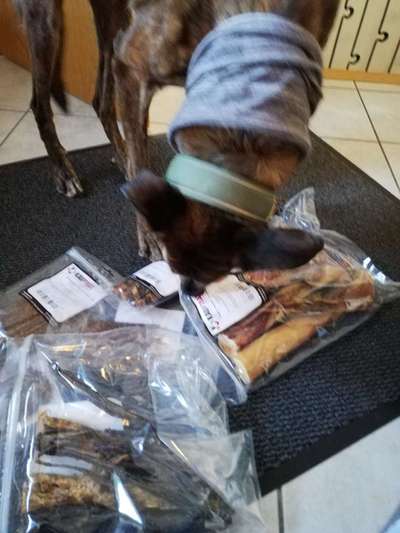 Windhunde - Treffen der besonderen Schönheiten
HERZLICH WILLKOMMEN-Beitrag-Bild