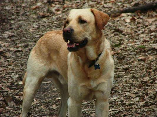 Der Gewichts-Thread-Beitrag-Bild