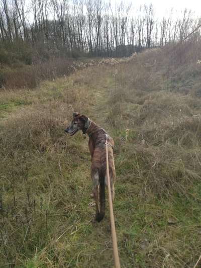Windhunde - Treffen der besonderen Schönheiten
HERZLICH WILLKOMMEN-Beitrag-Bild