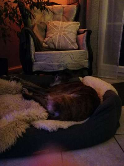 Windhunde - Treffen der besonderen Schönheiten
HERZLICH WILLKOMMEN-Beitrag-Bild