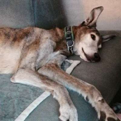 Windhunde - Treffen der besonderen Schönheiten
HERZLICH WILLKOMMEN-Beitrag-Bild