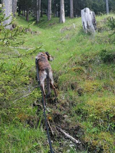 Windhunde - Treffen der besonderen Schönheiten
HERZLICH WILLKOMMEN-Beitrag-Bild