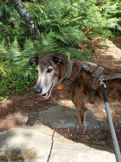 Windhunde - Treffen der besonderen Schönheiten
HERZLICH WILLKOMMEN-Beitrag-Bild