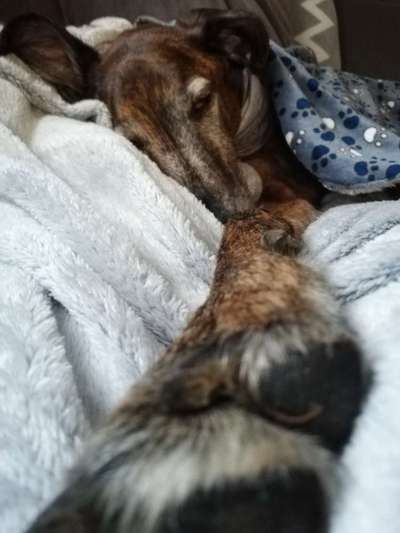 Darf der Hund bei Euch im Bett schlafen?-Beitrag-Bild