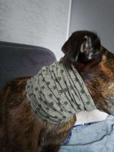 Windhunde - Treffen der besonderen Schönheiten
HERZLICH WILLKOMMEN-Beitrag-Bild