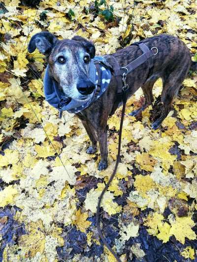 Hund aus dem Spanischen Tierschutz-Beitrag-Bild