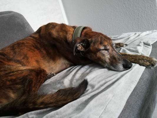 Windhunde - Treffen der besonderen Schönheiten
HERZLICH WILLKOMMEN-Beitrag-Bild