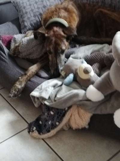 Windhunde - Treffen der besonderen Schönheiten
HERZLICH WILLKOMMEN-Beitrag-Bild