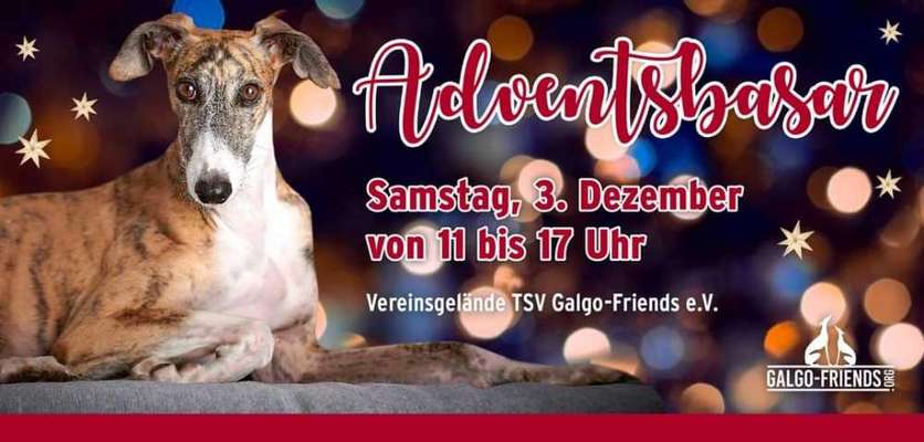 Windhunde - Treffen der besonderen Schönheiten
HERZLICH WILLKOMMEN-Beitrag-Bild