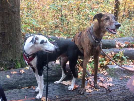 Die Dogorama Wochen Challenge "Friends will be Friends"-Beitrag-Bild