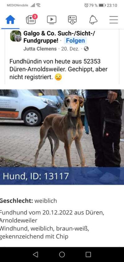 Windhunde - Treffen der besonderen Schönheiten
HERZLICH WILLKOMMEN-Beitrag-Bild