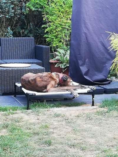 Windhunde - Treffen der besonderen Schönheiten
HERZLICH WILLKOMMEN-Beitrag-Bild