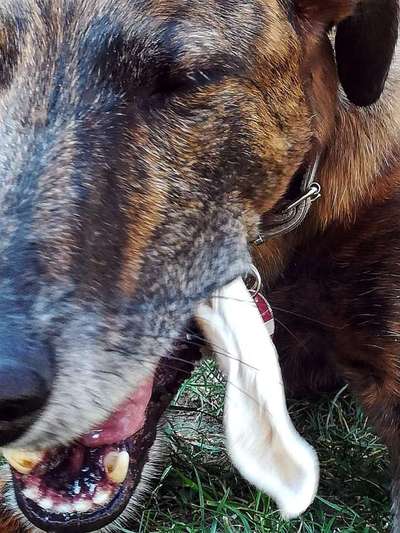 Windhunde - Treffen der besonderen Schönheiten
HERZLICH WILLKOMMEN-Beitrag-Bild