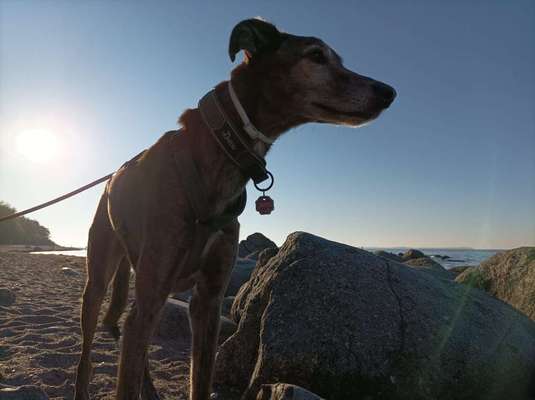 Windhunde - Treffen der besonderen Schönheiten
HERZLICH WILLKOMMEN-Beitrag-Bild