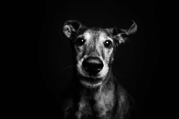 Hunderunde-Beitrag-Bild