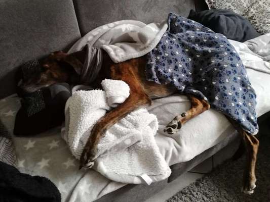 Windhunde - Treffen der besonderen Schönheiten
HERZLICH WILLKOMMEN-Beitrag-Bild